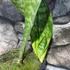 Kép 4/7 - Sansevieria masoniana