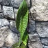 Kép 2/7 - Sansevieria masoniana