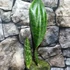Kép 3/7 - Sansevieria masoniana