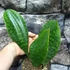 Kép 5/7 - Sansevieria masoniana