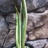 Kép 2/9 - Sansevieria Trifasciata Bantels Sensation