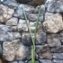 Kép 3/9 - Sansevieria Trifasciata Bantels Sensation