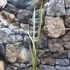 Kép 4/9 - Sansevieria Trifasciata Bantels Sensation