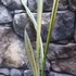 Kép 5/9 - Sansevieria Trifasciata Bantels Sensation