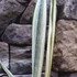 Kép 6/9 - Sansevieria Trifasciata Bantels Sensation
