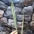 Kép 7/9 - Sansevieria Trifasciata Bantels Sensation
