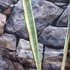 Kép 8/9 - Sansevieria Trifasciata Bantels Sensation