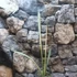 Kép 1/9 - Sansevieria Trifasciata Bantels Sensation