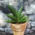 Kép 2/5 - Sansevieria Almond Jade