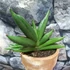Kép 1/5 - Sansevieria Almond Jade
