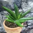 Kép 3/5 - Sansevieria Almond Jade