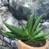 Kép 4/5 - Sansevieria Almond Jade