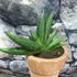 Kép 5/5 - Sansevieria Almond Jade