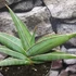 Kép 3/5 - Sansevieria 'Almond Silver'