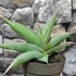 Kép 4/5 - Sansevieria 'Almond Silver'