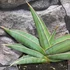 Kép 5/5 - Sansevieria 'Almond Silver'