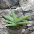 Kép 2/5 - Sansevieria 'Almond Silver'