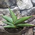 Kép 1/5 - Sansevieria 'Almond Silver'