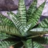 Kép 2/4 - Sansevieria 'Star Ming Green Marble'