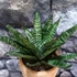 Kép 3/4 - Sansevieria 'Star Ming Green Marble'