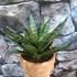 Kép 4/4 - Sansevieria 'Star Ming Green Marble'