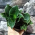 Kép 2/11 - Sansevieria Star Rose