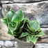 Kép 4/11 - Sansevieria Star Rose