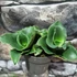 Kép 1/11 - Sansevieria Star Rose