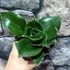 Kép 6/11 - Sansevieria Star Rose