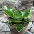 Kép 5/11 - Sansevieria Star Rose