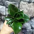 Kép 7/11 - Sansevieria Star Rose