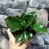 Kép 8/11 - Sansevieria Star Rose