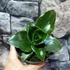 Kép 10/11 - Sansevieria Star Rose