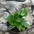 Kép 11/11 - Sansevieria Star Rose