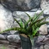 Kép 1/6 - Sansevieria