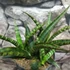 Kép 2/6 - Sansevieria