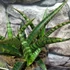 Kép 3/6 - Sansevieria