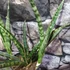 Kép 5/6 - Sansevieria