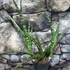 Kép 6/6 - Sansevieria