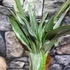 Kép 2/7 - Sansevieria aubrytiana "Marlowe"