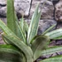 Kép 3/7 - Sansevieria aubrytiana "Marlowe"