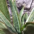 Kép 4/7 - Sansevieria aubrytiana "Marlowe"