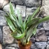 Kép 5/7 - Sansevieria aubrytiana "Marlowe"