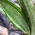 Kép 6/7 - Sansevieria aubrytiana "Marlowe"