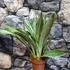 Kép 7/7 - Sansevieria aubrytiana "Marlowe"