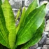 Kép 3/8 - Sansevieria aubrytiana 'Nite Lite'