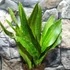 Kép 2/8 - Sansevieria aubrytiana 'Nite Lite'