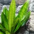 Kép 4/8 - Sansevieria aubrytiana 'Nite Lite'