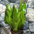 Kép 5/8 - Sansevieria aubrytiana 'Nite Lite'