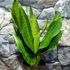 Kép 6/8 - Sansevieria aubrytiana 'Nite Lite'